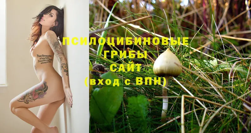 Псилоцибиновые грибы Magic Shrooms  купить закладку  Великий Устюг 